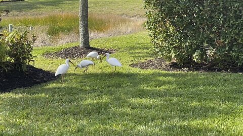 White Ibis in Paradise- 1/26/2022- 4K