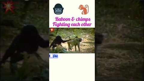 Baboon & chimpanzee fighting each other