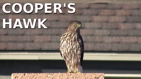 Cooper's Hawk