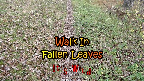 Walk In Fallen Leaves