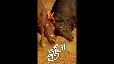 Bull Fight Photography India