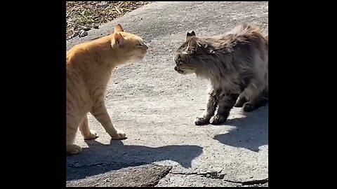 Cat Standoff Ends With A Splash