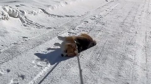 Lazy dog gets dragged through the snow during walk