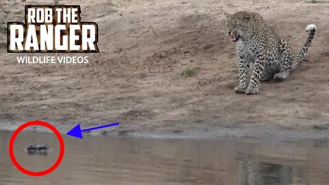 Scotia Female Leopard Watches A Nile Crocodile | African Wildlife Sightings