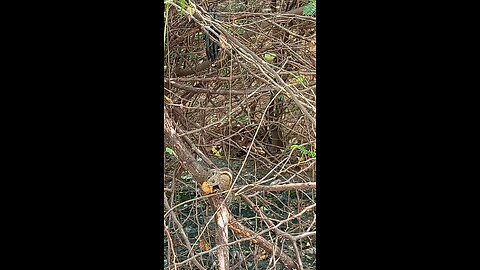 Squirrel 🐿️ eating