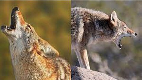 Howlers in the Dark - Crazed Coyote Pack's Yip & Yowl Burst