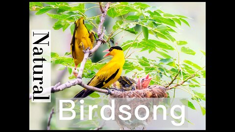 Bird Chirping Sound-Thrush Birdsong (no music) Relaxing Nature With Birds Singing,Sleep Aid Sound