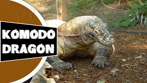 Komodo Dragon 🐉 One Of The Most Dangerous Animals In The World