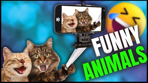 Try Not To Laugh Animals _ 1 Hour of Funniest Cat Videos