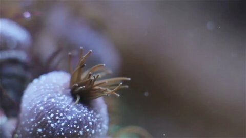 Coral and underwater marine life 2