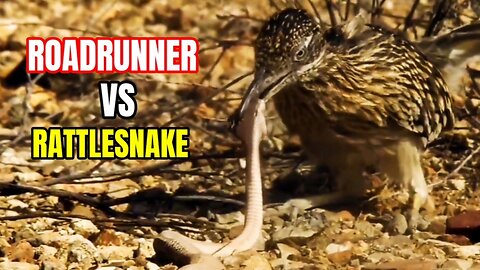 Roadrunner Bird Fight With Rattlesnake|