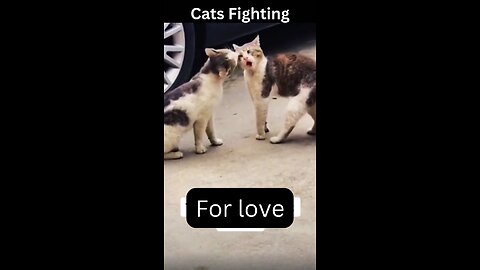 Cats Fighting For Love # cutecats