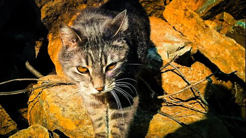 Cat Discovers A New Wisconsin Artifact