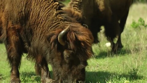 Buffalo Grazing, Countryside (Texas)