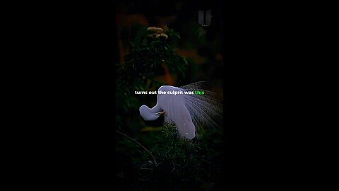 Unwitting Fact about Great Egret!