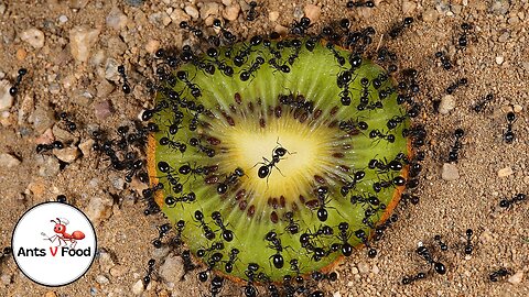 Ant Colony vs Kiwi Fruit Time-Lapse #short