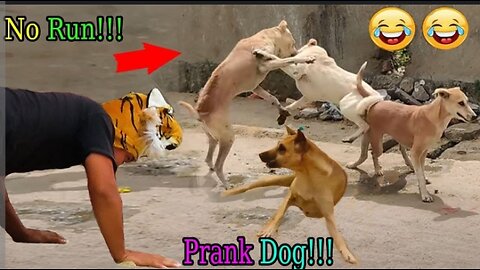 Funny_animals😂😂😂😂#prank_dog🤣🤣