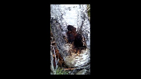 Inonotus obliquus, chaga mushroom fungus on a birch