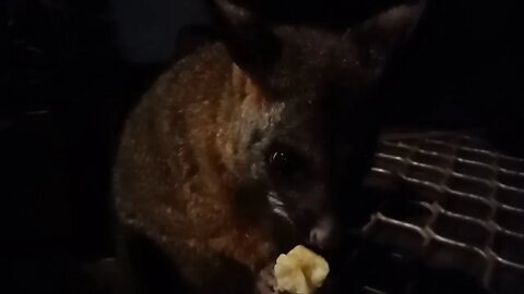 Bandit and her baby, Australian Possums. Close up, 19th September 2020. ( Video 25 )