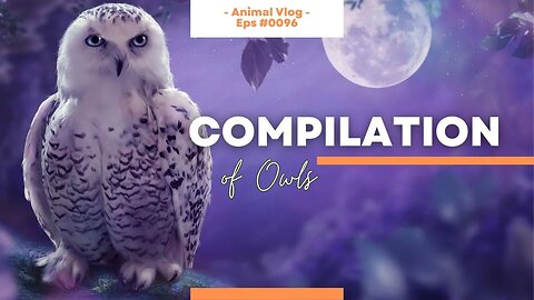 Owls Up Close - A Video Compilation of God's Nocturnal Birds