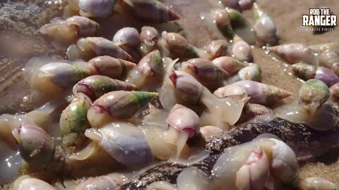 "Rout" Of Plough Snails Eating A Barrel Jellyfish At the Beach