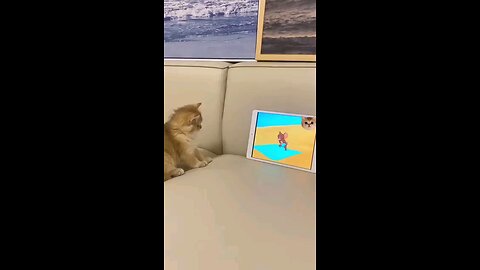 cat and mobile funny moments