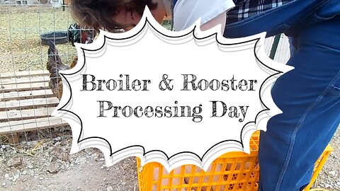 Broiler and rooster processing day