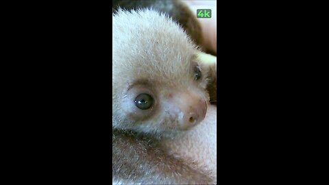 CUTE Baby Sloth Sound