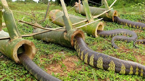 DIY Snake Trap Technology - Learning to make Bamboo snake trap. 1000% working trap