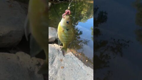 7th fish of the day! Bluegill! #fishing #nature #outdoors