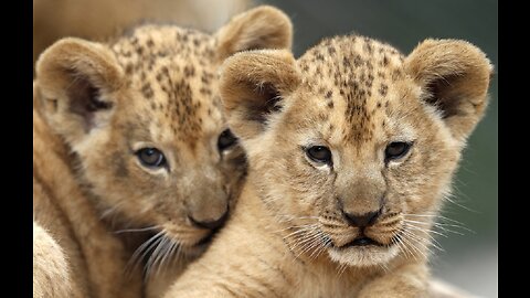 Whispers of Love: Baby Lion Cubs Engaging in Heartfelt Conversations with Mom