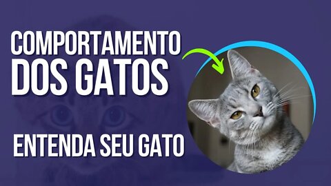 Linguagem dos Gatos Entenda o comportamento seu Felino #gato #felino #comportamento