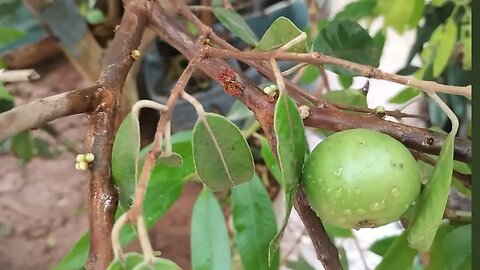 🇧🇷 frutíferas produzindo em vaso mamey cambucá canistel amora paquistanesa grumixama abiu manga cajá