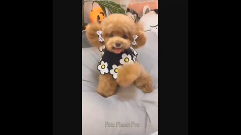 @Shorts @Reels Amazing funny and uniques pet videos @Short 56 @Shorts_Full-HD