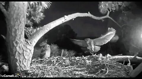 Mom's Back With a Midnight Snack 🦉 4/16/22 01:03