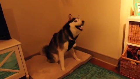 Husky has crazy sneezing attack