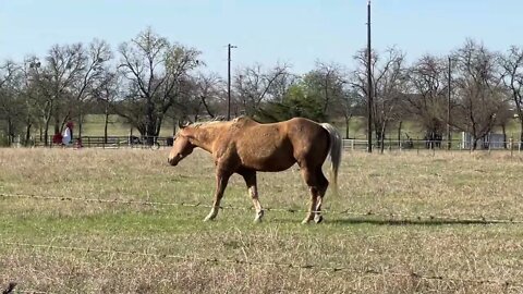 Horses Using The Wind To Find Food - Buddy Boy Uses His Nose To Find Hay