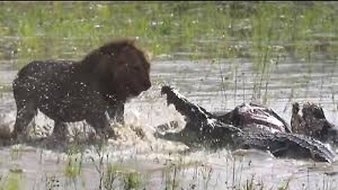 Buffalo vs corocdile and lion battle