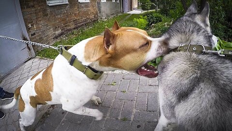 Pitbull VS Husky - Husky VS Pitbull - Blondi Foks