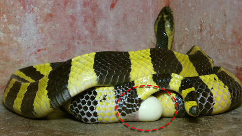 Banded Krait laying eggs live on camera