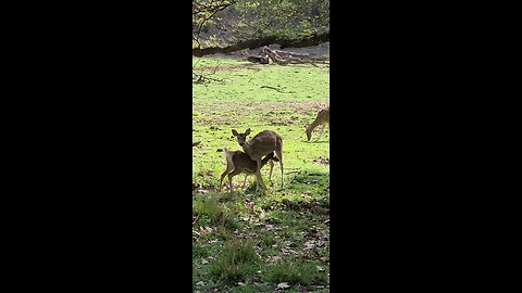 DEER FEEDING HER CALF