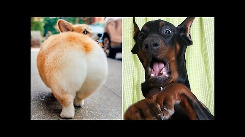 Funny Animal Videos That Are IMPOSSIBLE Not To Laugh At 😂