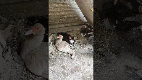 Some Muscovy Ducks sitting on eggs #ducks #muscovyducks #muscovy #broodyducks