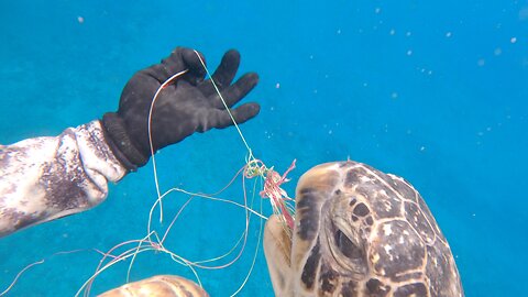 HUGE GREEN SEA TURTLE RESCUE- Green Sea Turtle Entangled in Fishing Line