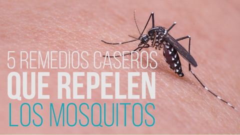 5 Remedios Caseros Para Mantener Los Mosquitos a Raya