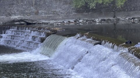 Salmon run Humber River 2022 edition 31