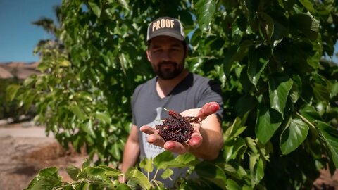 Mulberry Tree MASSIVE Growth After 2 Years | Proof Bread