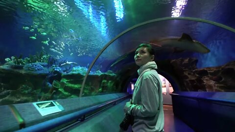 Young girl taking pictures of coral fish