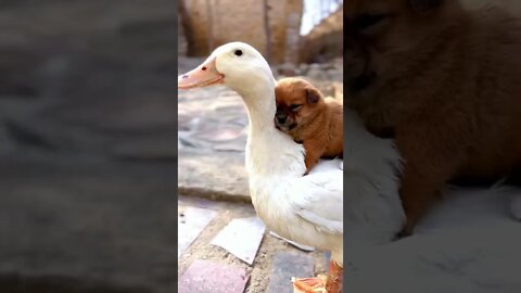 Duck and duck keep the dog warm