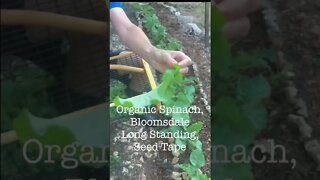 Check this out… HUGE Organic Spinach you’ll want #shorts #viral #tiktok